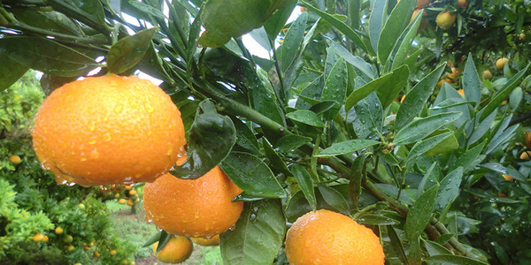 Mandarinas, propiedades y beneficios