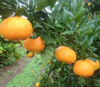 Mandarinas, propiedades y beneficios