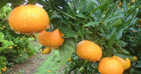 El fruto mandarinas ecologicas arbol