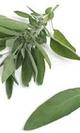 Salvia