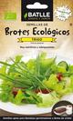 Semillas para germinar de trigo bio