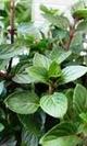 Menta chocolate
