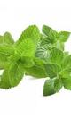 Poleo menta hoja seca bio