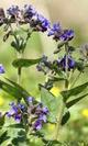 Pulmonaria hoja seca bio