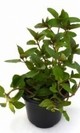 Menta piperita maceta
