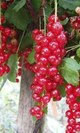 Grosellero rojo