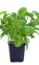 Albahaca fresca en la maceta