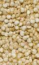 Quinoa blanca granel bio