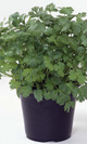 Cilantro bio maceta