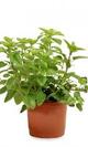 Oregano maceta
