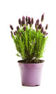 Lavanda maceta