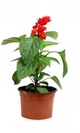 Salvia roja maceta 11cm