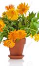 Calendula maceta