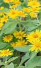 Arnica flor