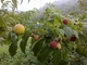 Nuestra huerta