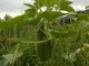 Nuestra huerta