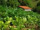 Nuestra huerta