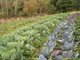 Nuestra huerta