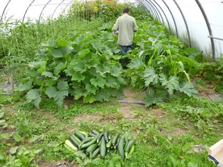 Huerta Ecológica La Llanda (Tagle - Cantabria)