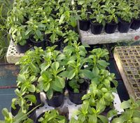 Plantas de stevia