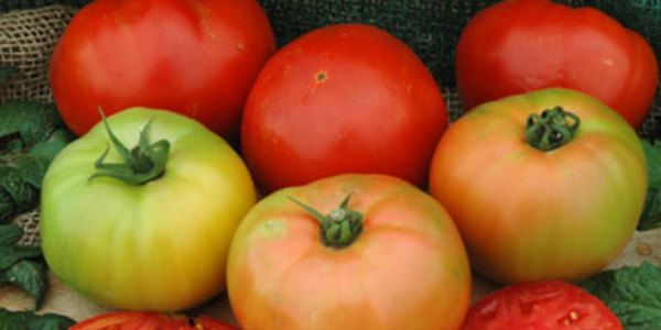 Jack el tomate de Cantabria