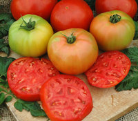 Jack el tomate de Cantabria