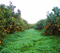 Las Naranjas ecológicas de Josep, directamente de sus huertos de Tabernes, Valencia
