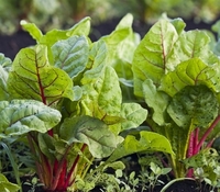 Dieta de primavera según la MTC