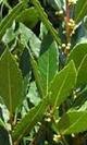 Laurel fresco las lindes alimentaci%c3%b3n ecol%c3%b3gica
