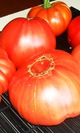 Tomates jack
