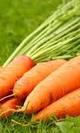 Zanahoria espa%c3%b1a
