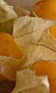 Physalis
