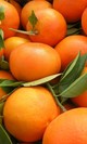 Mandarina clemenvilla ecologica las lindes