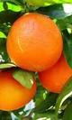 Naranjas