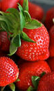 Fresas bio