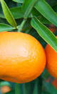 Mandarina murcot