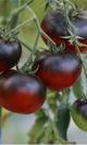 Tomate mar azul