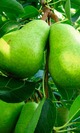 Pera limonera