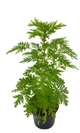 Artemisia annua