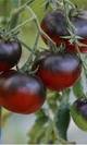 Tomate azul