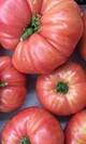 Tomate rosa barbastro