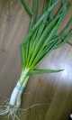 Cebolleta fina bio
