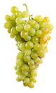 Uva blanca moscatel bio