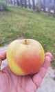 Manzana jonna free