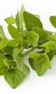 Oregano