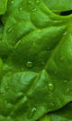 Espinacas de tetragonia